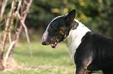 BULL TERRIER MINIATURE 311